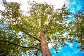 How Our Tree Care Process Works  in  Kenova, WV